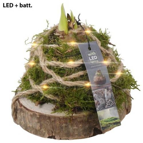 Amaryl.Arr PTAA7530 rote Bl. +LED T15 H022