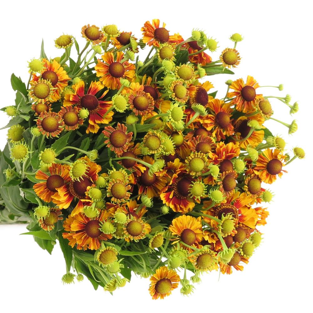 Helenium gelb/rot 70