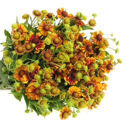 Helenium gelb/rot 70