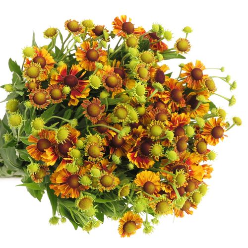 Helenium gelb/rot 70