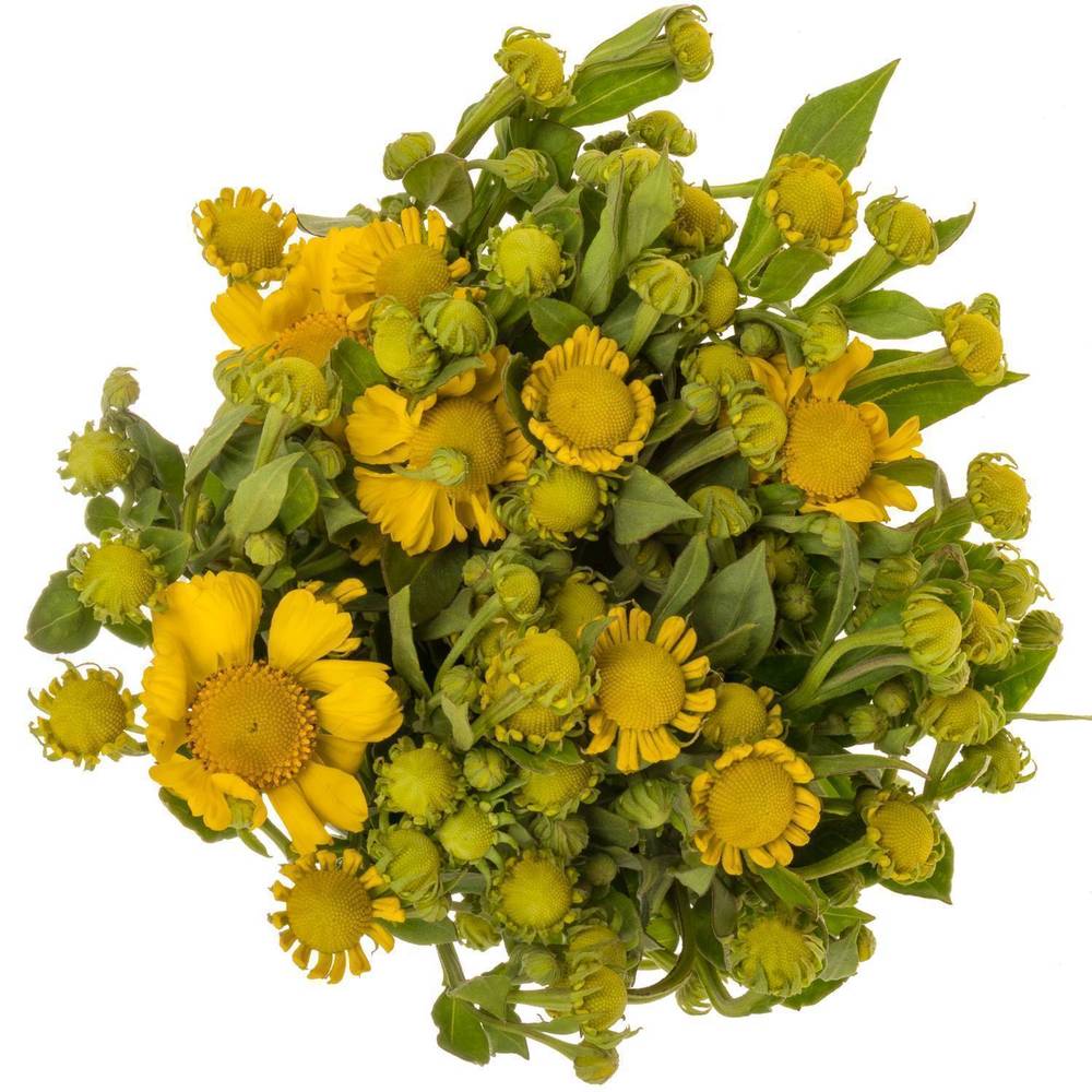 Helenium gelb Kanaria 70cm