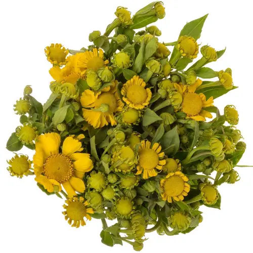 Helenium gelb Kanaria 70cm