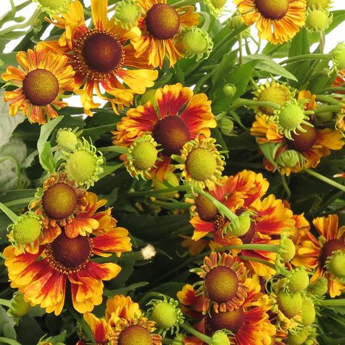 Helenium gelb/rot 70