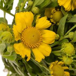 Helenium gelb Kanaria 70cm