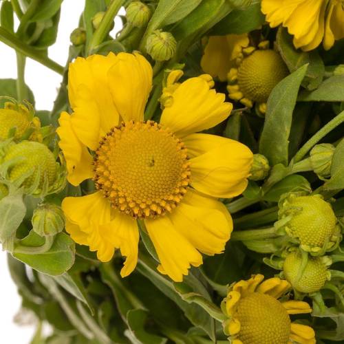Helenium gelb Kanaria 70cm