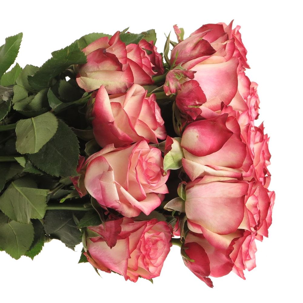 Rose rot/creme Paloma (Ec) 40cm