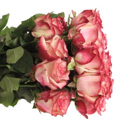 Rose rot/creme Paloma (Ec) 40cm