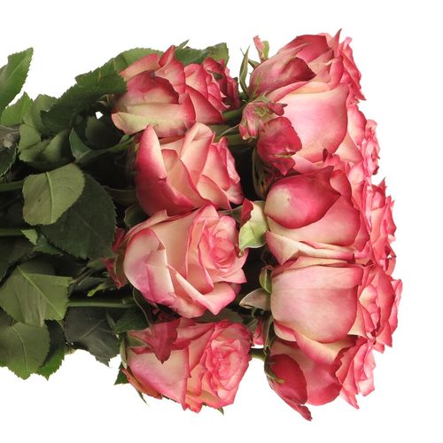 Rose rot/creme Paloma (Ec) 40cm