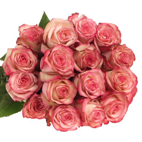Rose rot/creme Paloma (Ec) 40cm