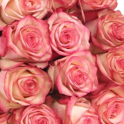 Rose rot/creme Paloma (Ec) 40cm