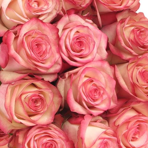 Rose rot/creme Paloma (Ec) 40cm