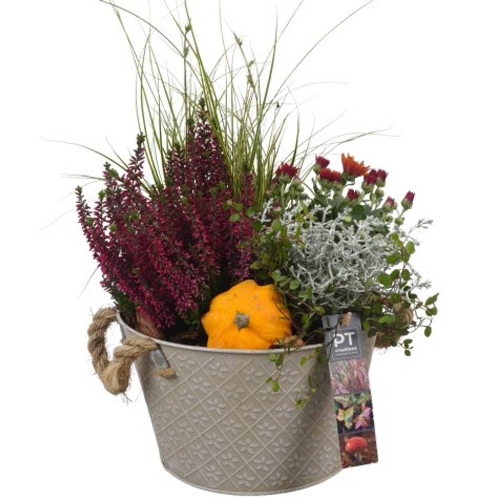Garten.Arr PTHO4096 Herbst T21 H042