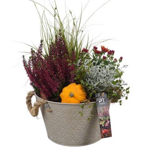 Garten.Arr PTHO4096 Herbst T21 H042