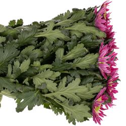 Chrys.Deko lila Saba