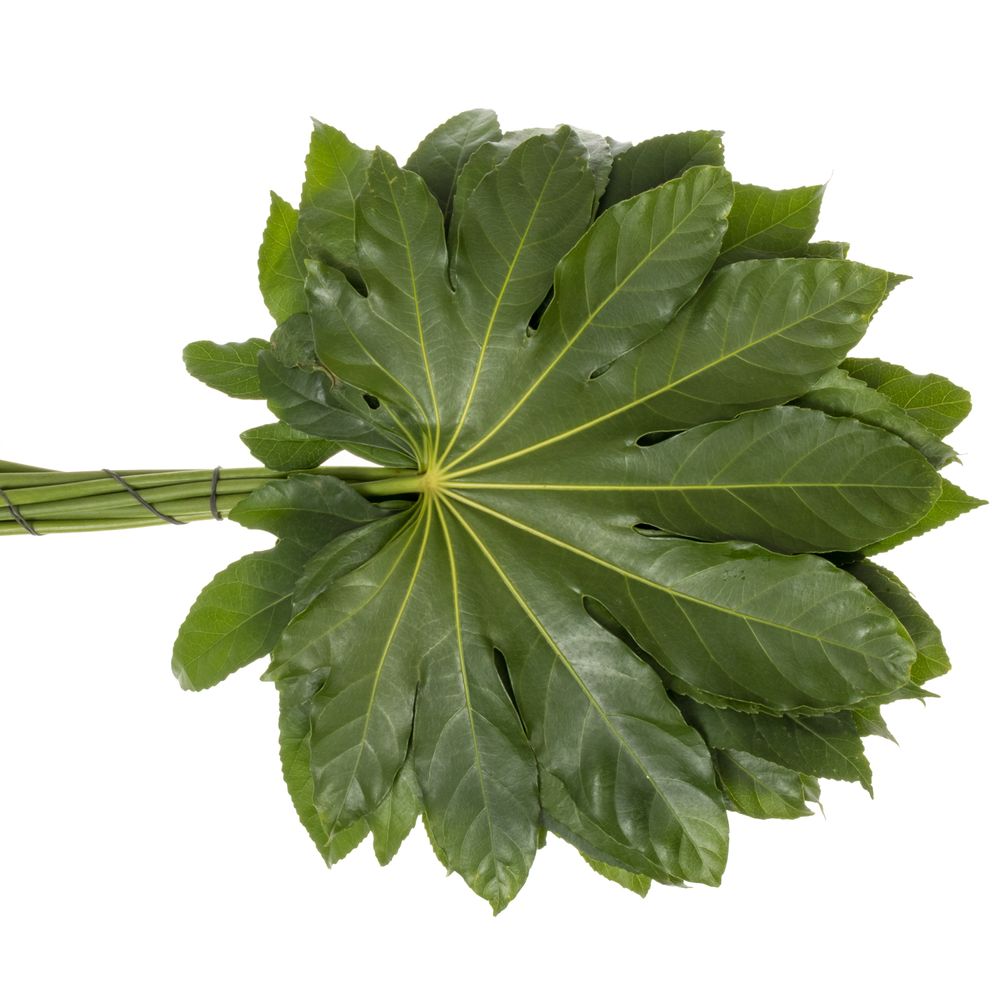 Aralia grün 60cm XXL