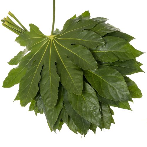 Aralia grün Super 60cm