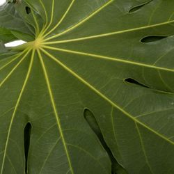 Aralia grün 60cm XXL