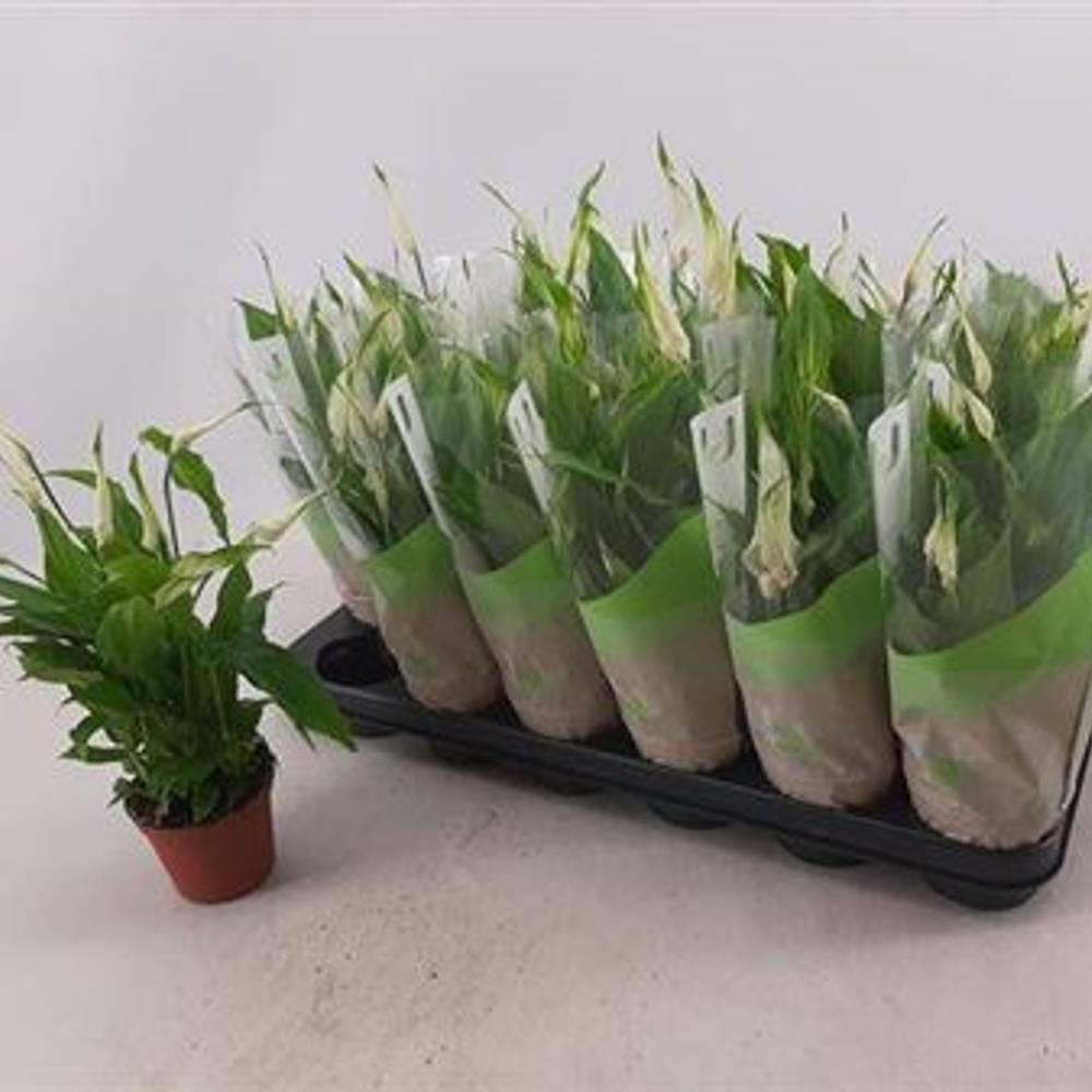 Spathiphyllum Chopin Schnap. von Uhr T09 H030