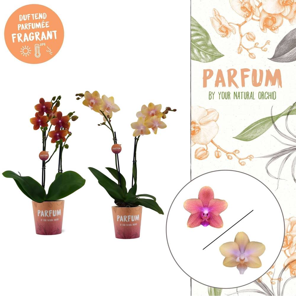 Phal.2-R mix Bolgheri T12 H050