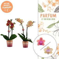 Phal.2-R mix Bolgheri T12 H050