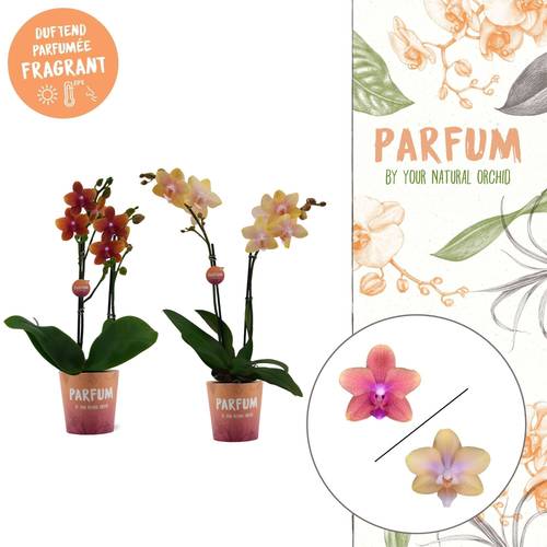 Phal.2-R mix Bolgheri T12 H050