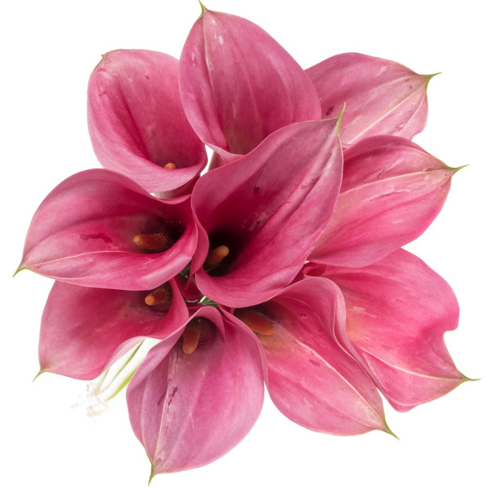 Calla pink Extase 70cm