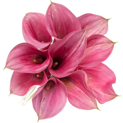 Calla pink Extase 70cm