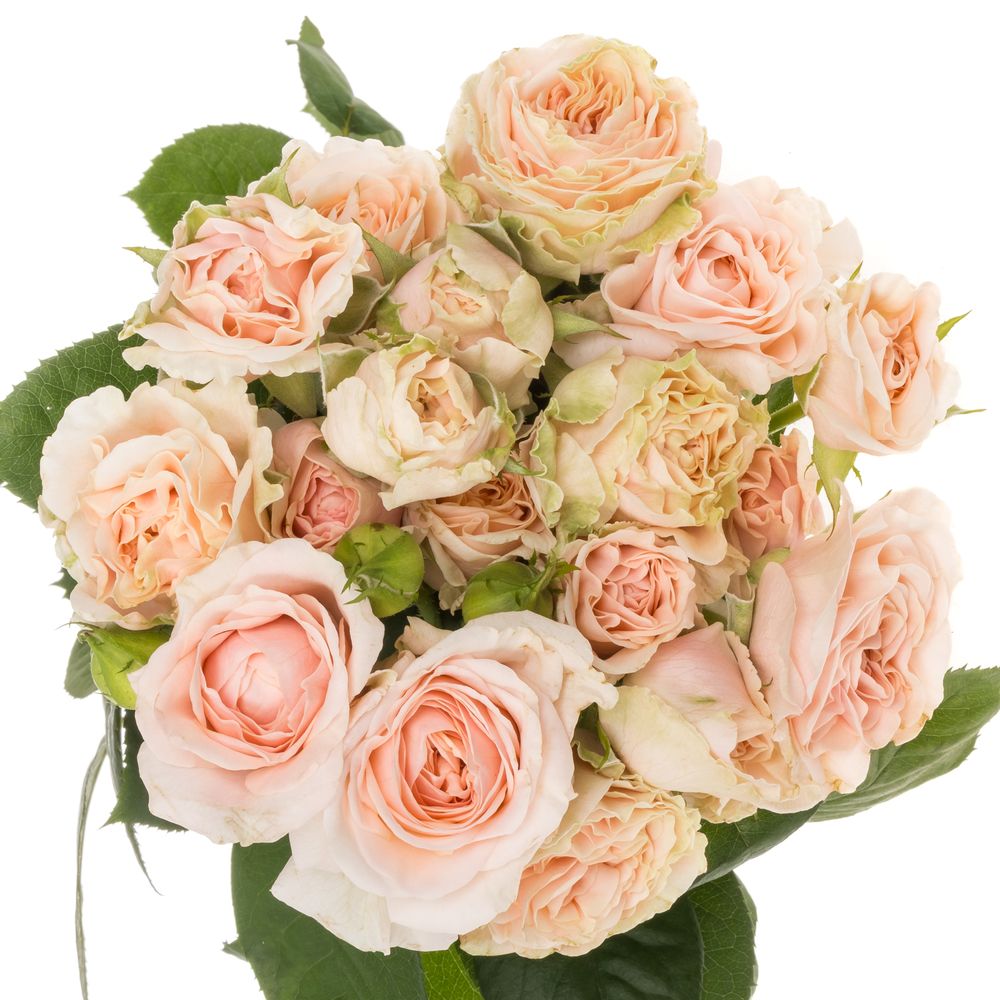 Rose verzweigt rosa Fatal Attraction 6+Blüte 80cm