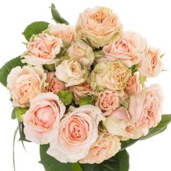 Rose verzweigt rosa Fatal Attraction 6+Blüte 80cm