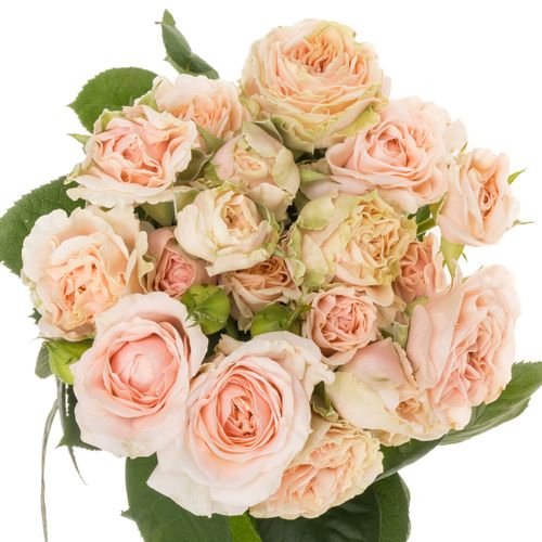 Rose verzweigt rosa Fatal Attraction 6+Blüte 80cm