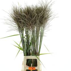 Ziergras grau/grün Miscanthus Gracillimus 100cm
