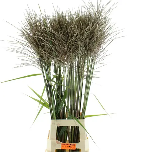 Ziergras grau/grün Miscanthus Gracillimus 100cm