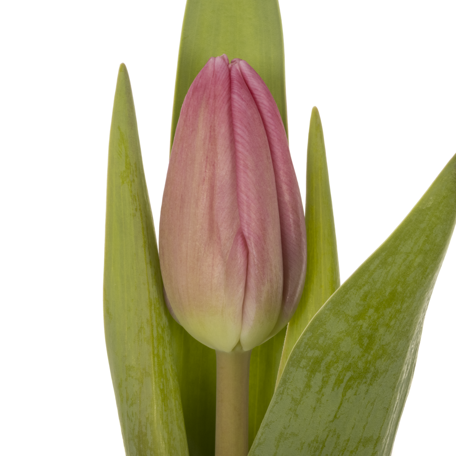 Tulpe pink Jumbo 32 Gramm