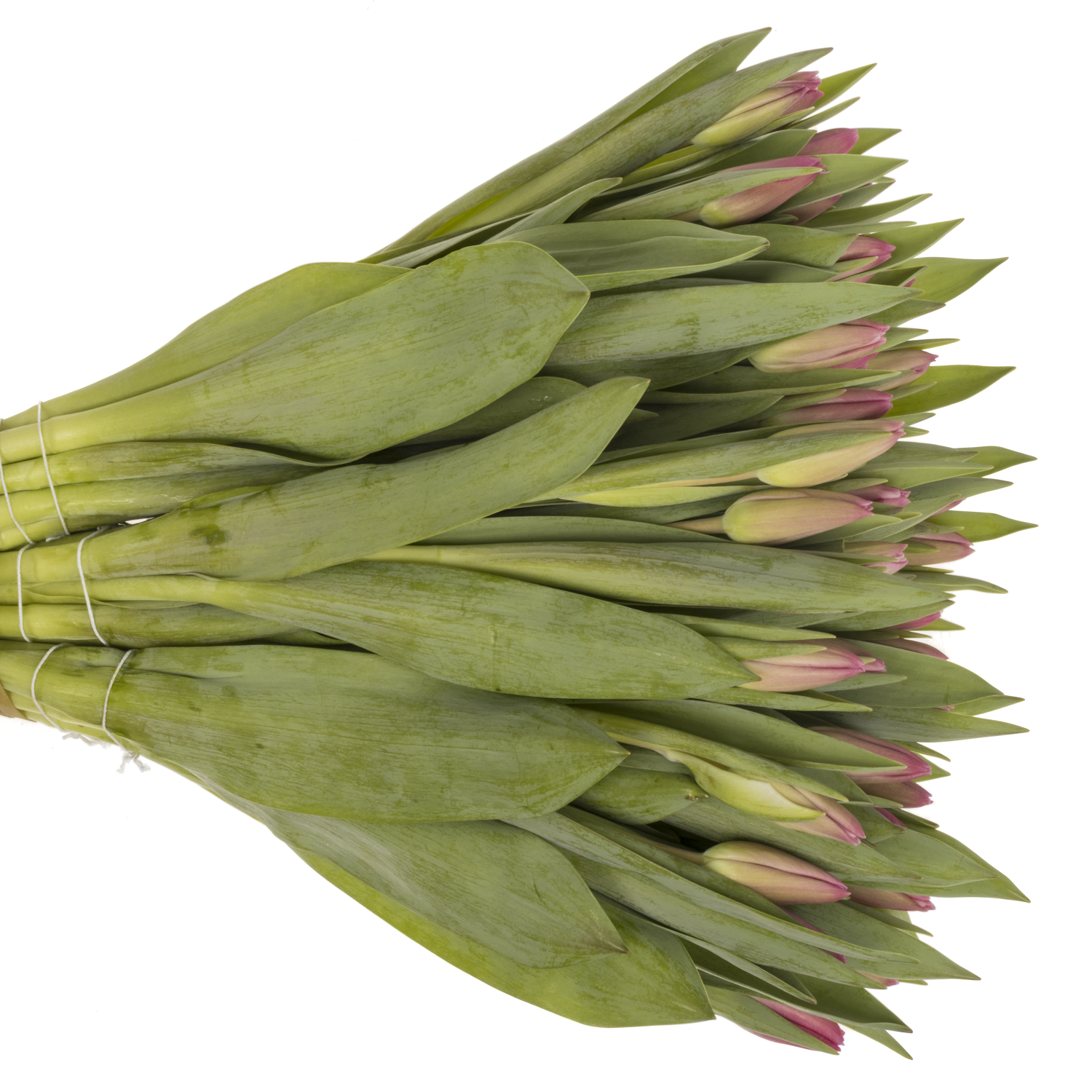 Tulpe pink Jumbo 32 Gramm