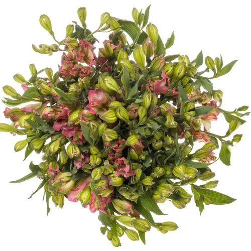 Alstroemerie pink Paradiso 12+Blüte 60cm