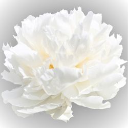 Pfingstrose creme gefüllt Bowl Frankreich 40