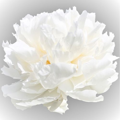 Pfingstrose creme gefüllt Bowl Frankreich 40