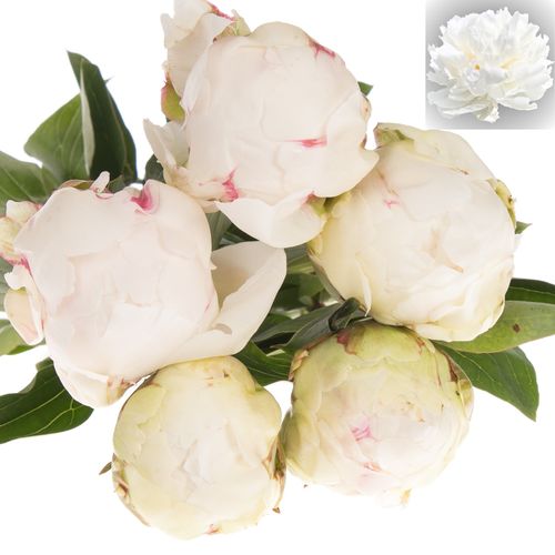 Pfingstrose creme gefüllt Bowl Frankreich 40