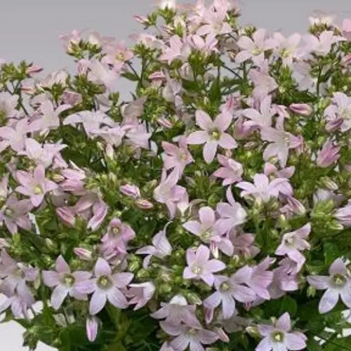campanula rosa lactiflora anna 80cm