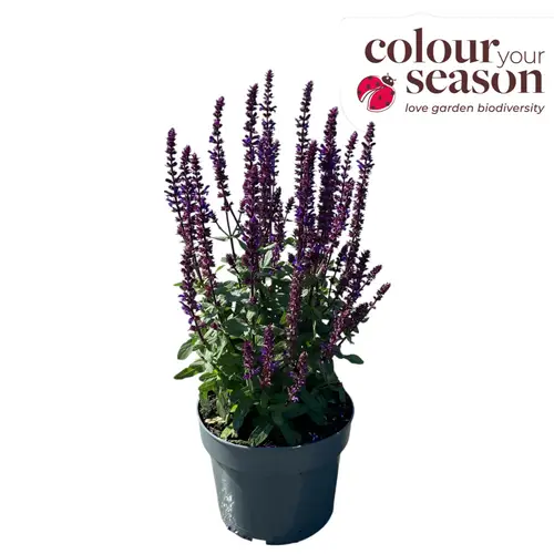Salvia lila Caradonna T19 H050