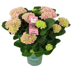 Hortensie rosa Magical Evolution 9+Blüte T14 H040