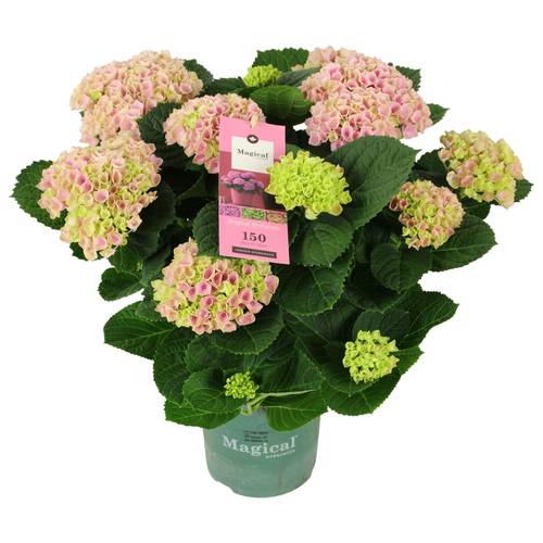 Hortensie rosa Magical Evolution 9+Blüte T14 H040