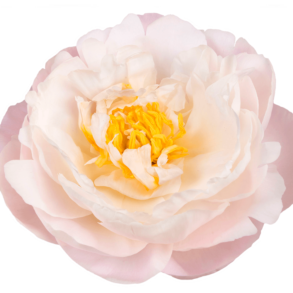 Pfingstrose rosa Miss America 60cm