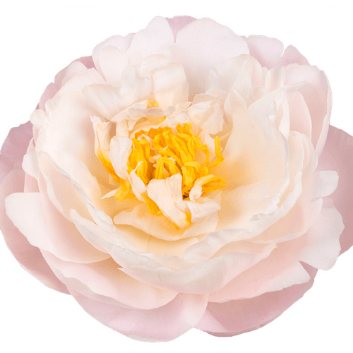 Pfingstrose rosa Miss America 60cm