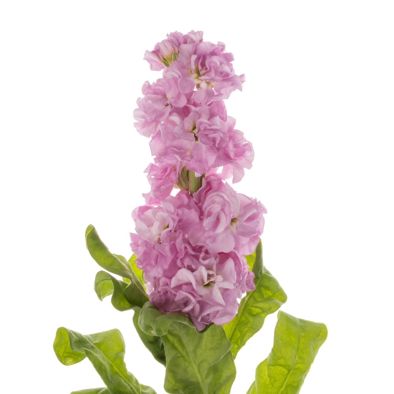Levkoje rosa Impala Pink 57cm