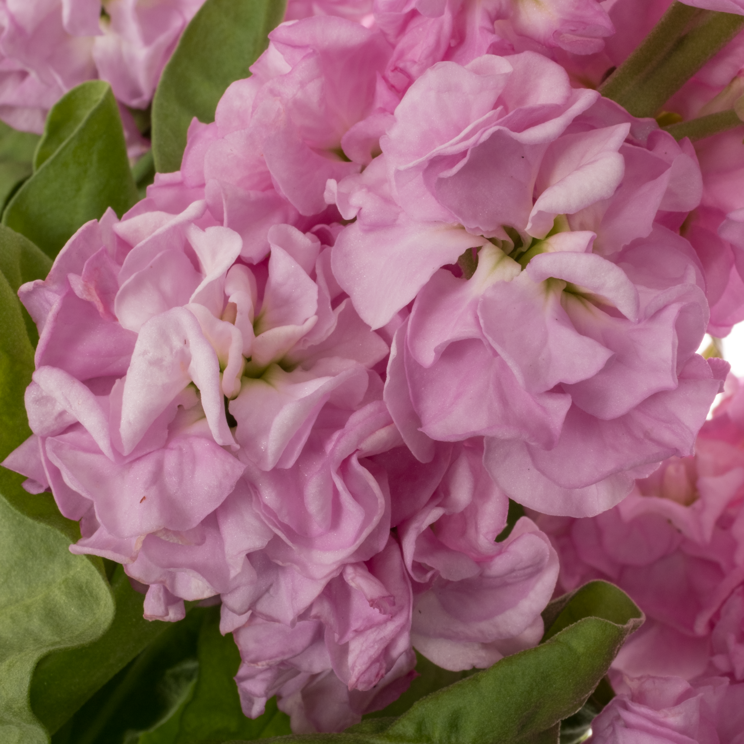 Levkoje rosa Impala Pink 57cm