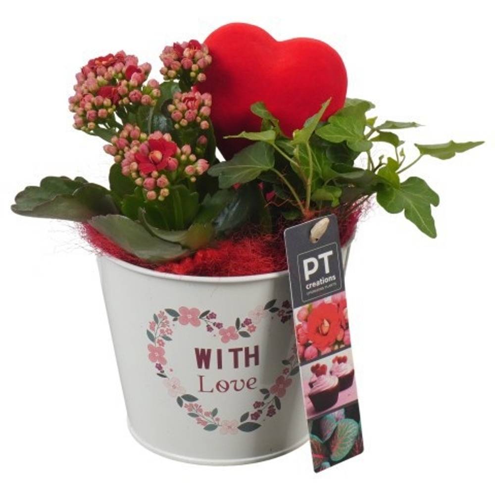 Kal.Arr PTVMB2361 Muttertag T12 H021