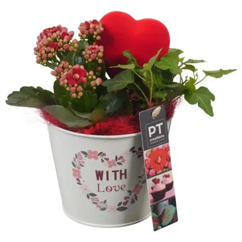 Kal.Arr PTVMB2361 Muttertag T12 H021