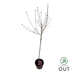 Syringa rosa Perfume auf Stamm T19 H090