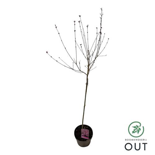 Syringa rosa Perfume auf Stamm T19 H090